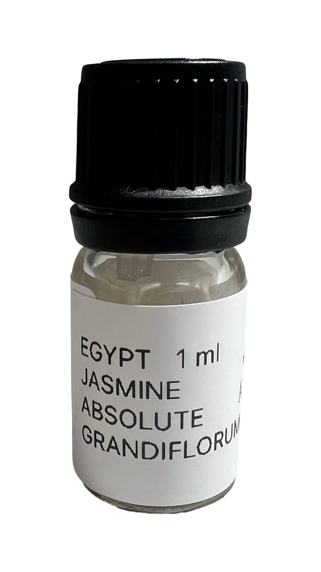 Jasmine Grandiflorum Egypt