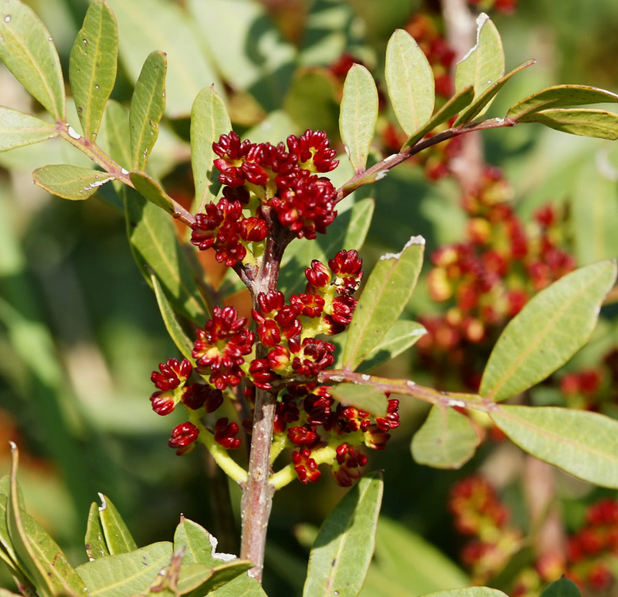 Black Somali Mastic Tincture 20%