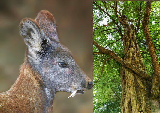 Musk Deer Maceration- 10% (Siberian)