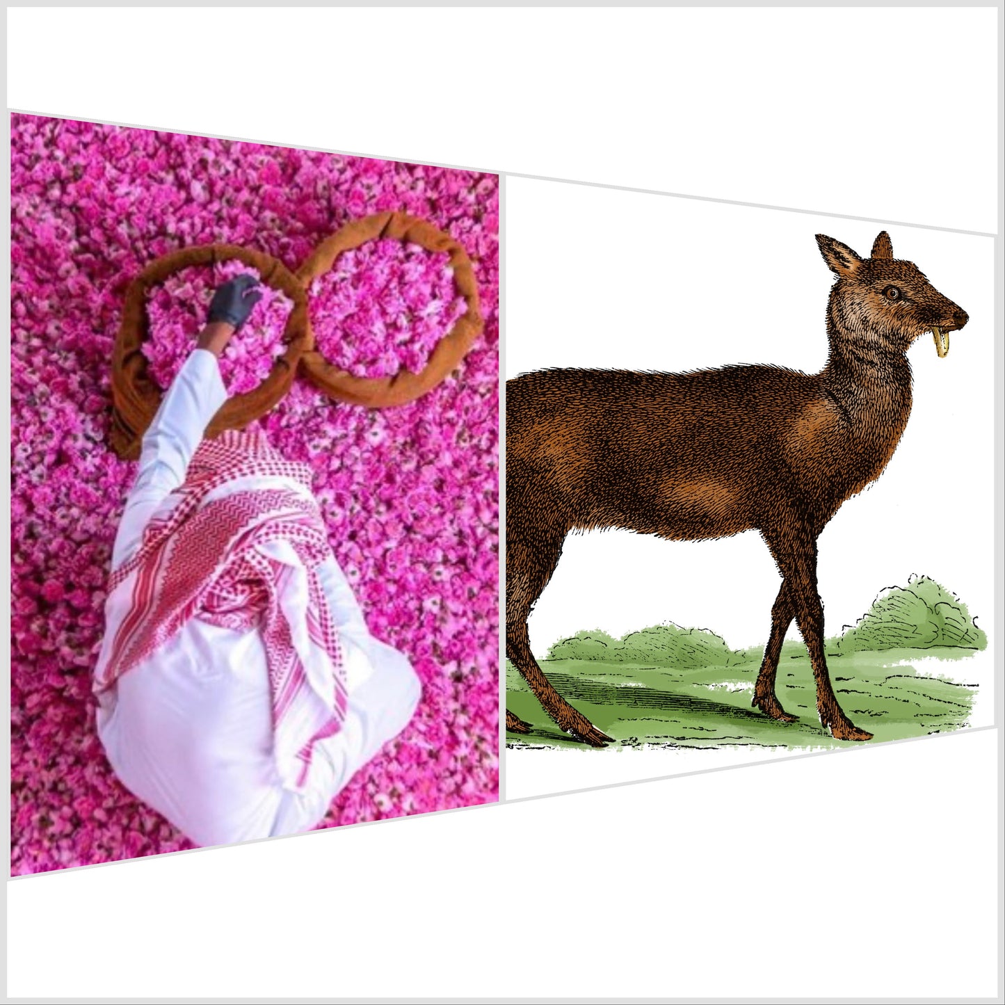 Taif-Rose mit Sultan-Qabus-Moschus (10 %)