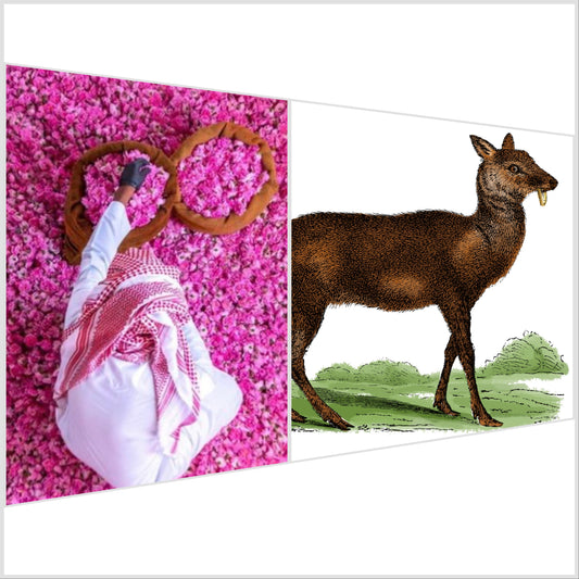 Taif Rose Infused with Sultan Qaboos Musk (10%)