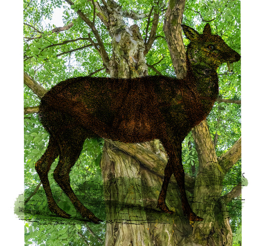 10% Musk Deer Maceration - Sultan Qaboos Musk