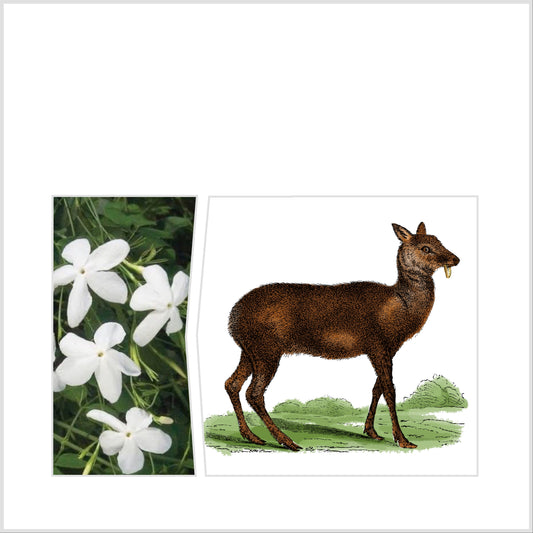 5% Sultan Qaboos Musk Jasmine Grandiflorum Egypt Maceration