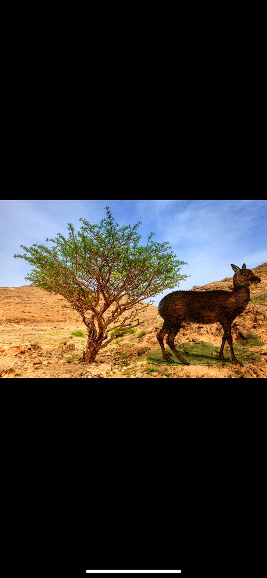 Frankincense Hojari infused with Sultan Qaboos Kashmir deer musk 3% (Hojari Luban Bil Misk)