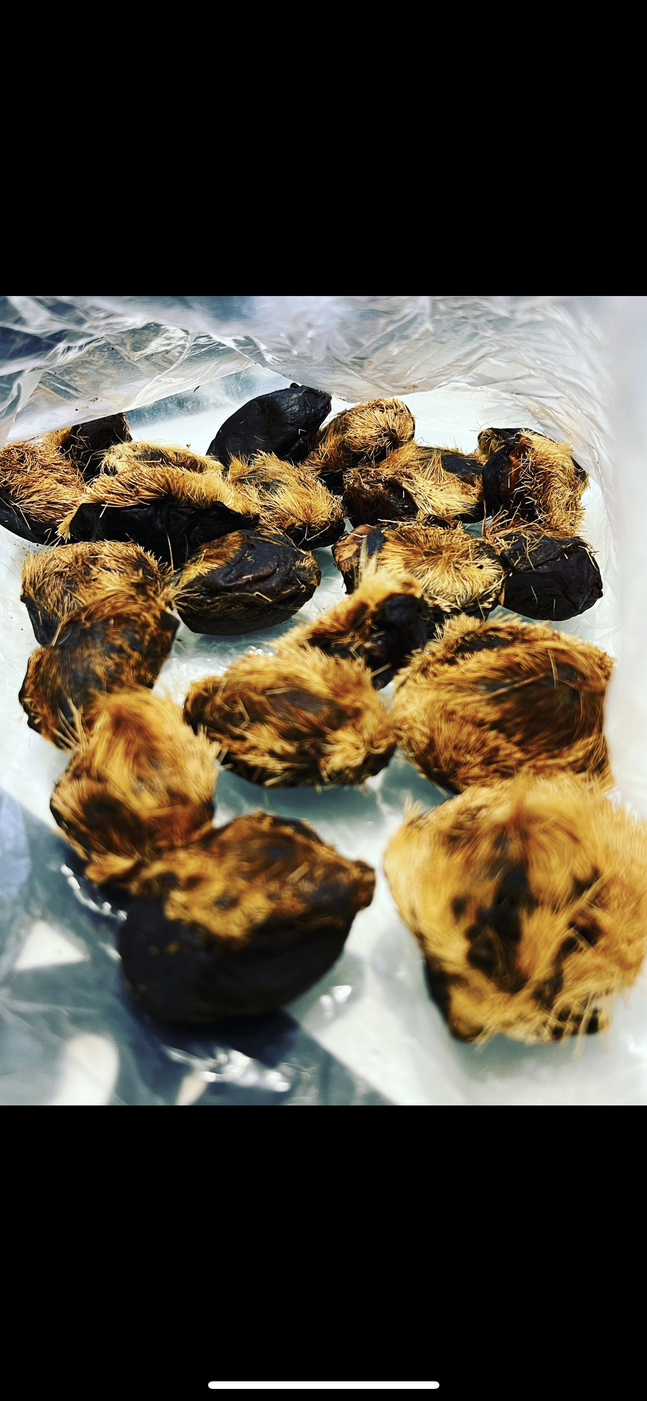 10% Musk Deer Maceration - Sultan Qaboos Musk