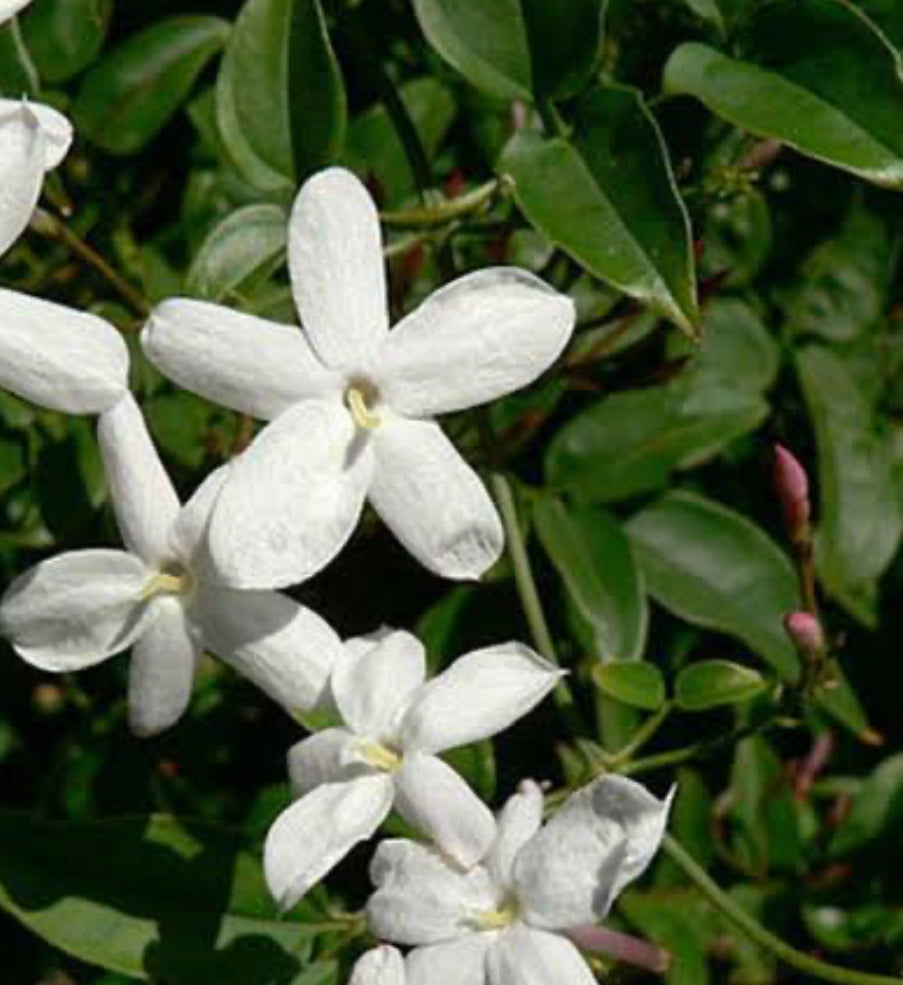 5% Sultan Qaboos Musk Jasmine Grandiflorum Egypt Maceration