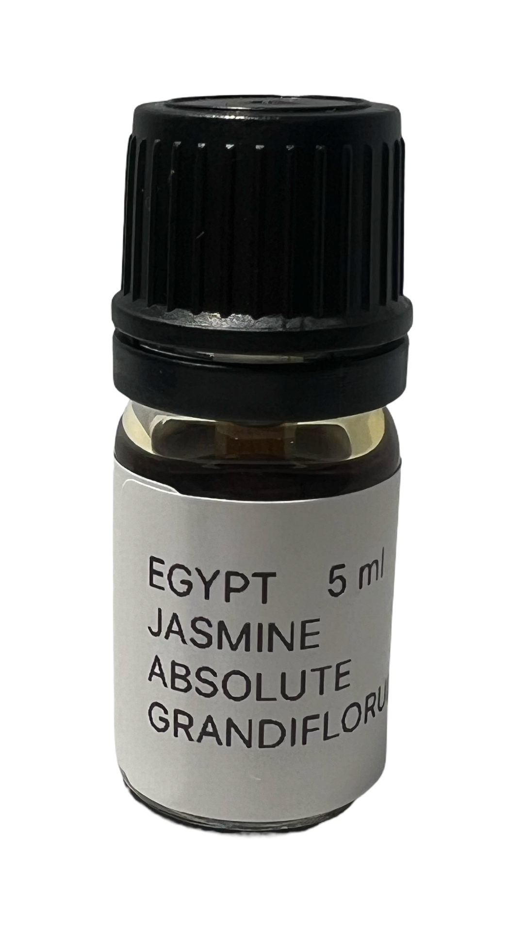 Jasmine Grandiflorum Egypt
