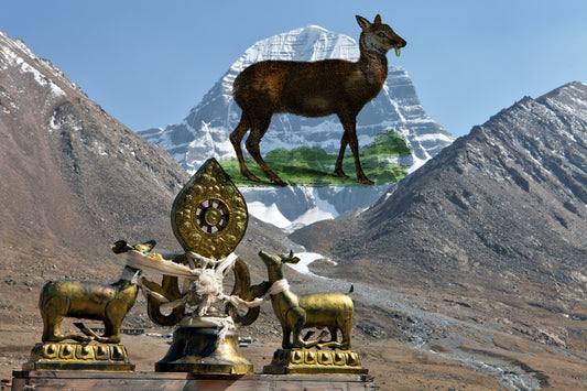 10% Tibetan Musk Deer Maceration
